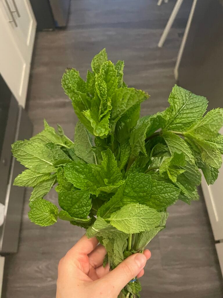A woman holds bright green fresh mint leaves in her left hand.